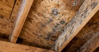 Attic mold cleanup