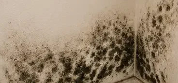 Dark mold growth across a corner wall before remediation